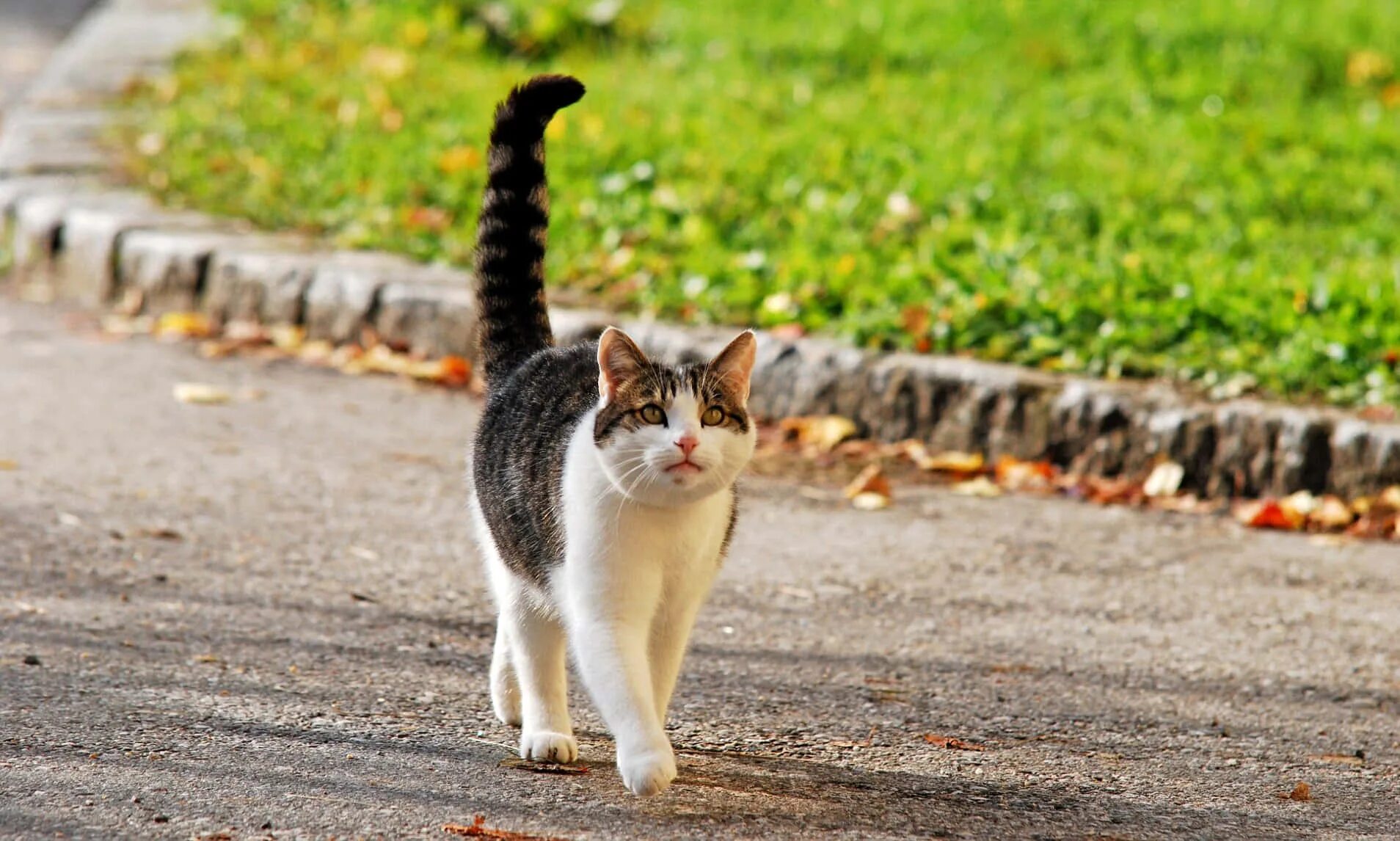 Кошка ездит. Кошка идет. Кот с поднятым хвостом. Кот идет вперед. Кот хвост трубой.