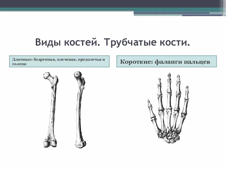 Ребра трубчатые. Трубчатые кости длинные и короткие. Длинная трубчатая кость человека. Короткие трубчатые кости человека. Трубчатая кость длинные короткие.