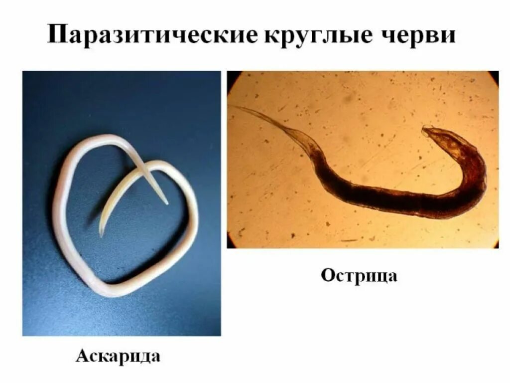 Паразитические черви имеют. Черви паразиты Острица. Круглые черви паразиты аскарида. Круглые черви паразиты человека аскариды.