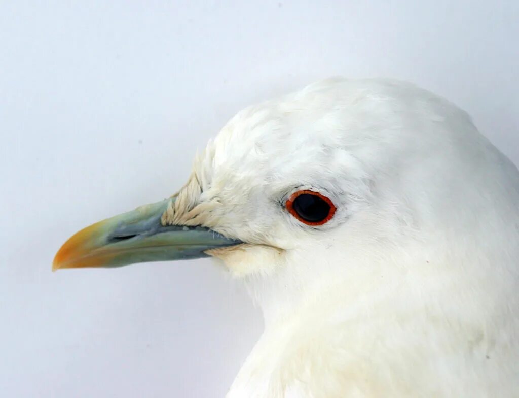 Полярная чайка в арктике. Чайка в арктике. Оксенфурт ведьмак 3 на карте. Травник оксенфурт ведьмак 3. Альбедо алхимический ингредиент.