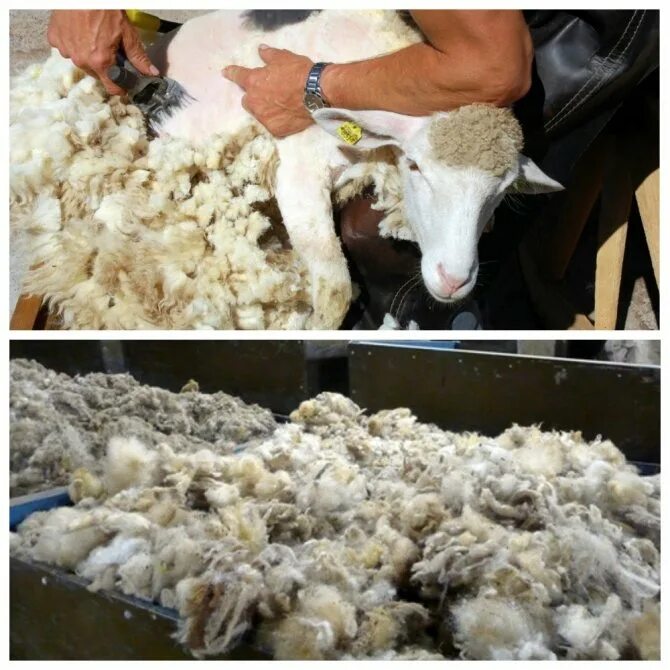Стриженная овца. Обработка ягненка. Стрижка шерсти овец. Стрижка барана. Обработка ягненка.