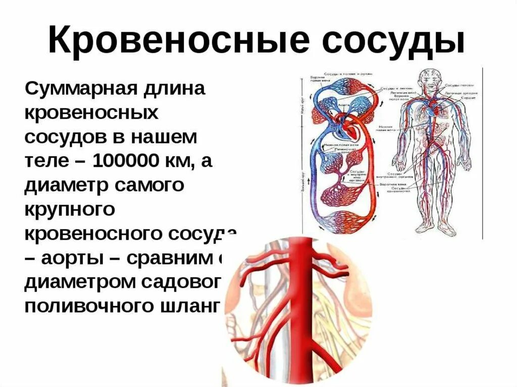 Длина кровеносной системы у взрослого человека. Общая длина вен человека. Кровеносная система че.