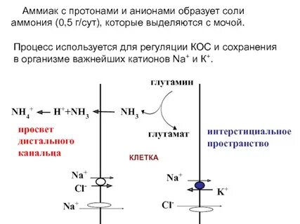 Биохимия почек
