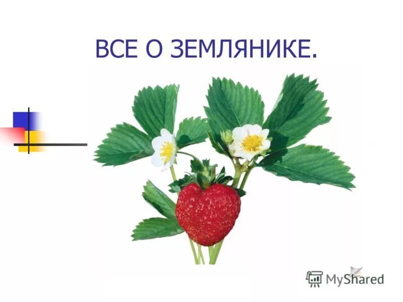 Земляника садовая виктория. Земляника это орех. Ягодка. Земляника лесная fragária vésca. Сорта клубники садовой виктория.