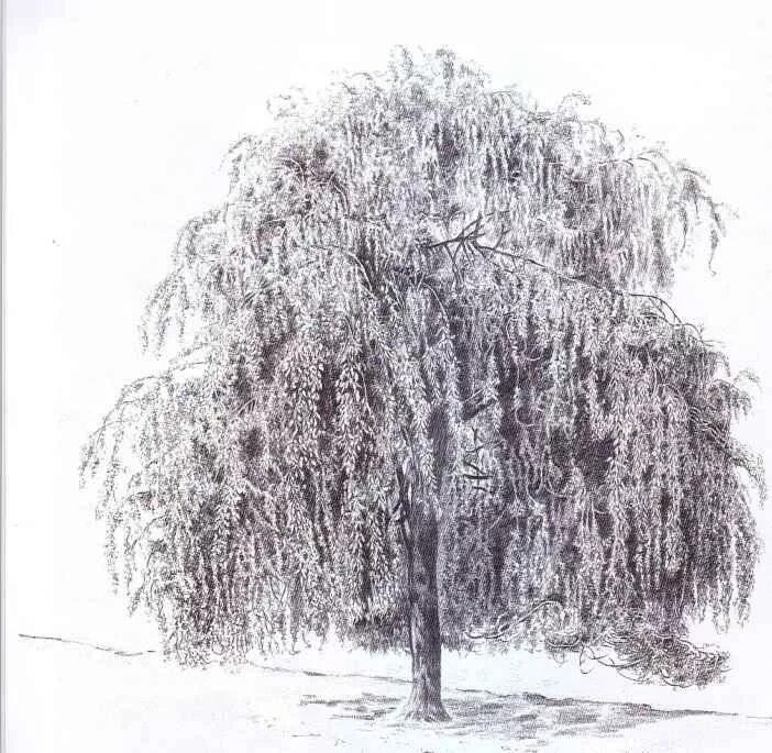 Ива графика. Плакучая ива. плакучая ива дерево. плакучая ива ствол. плакучая береза.