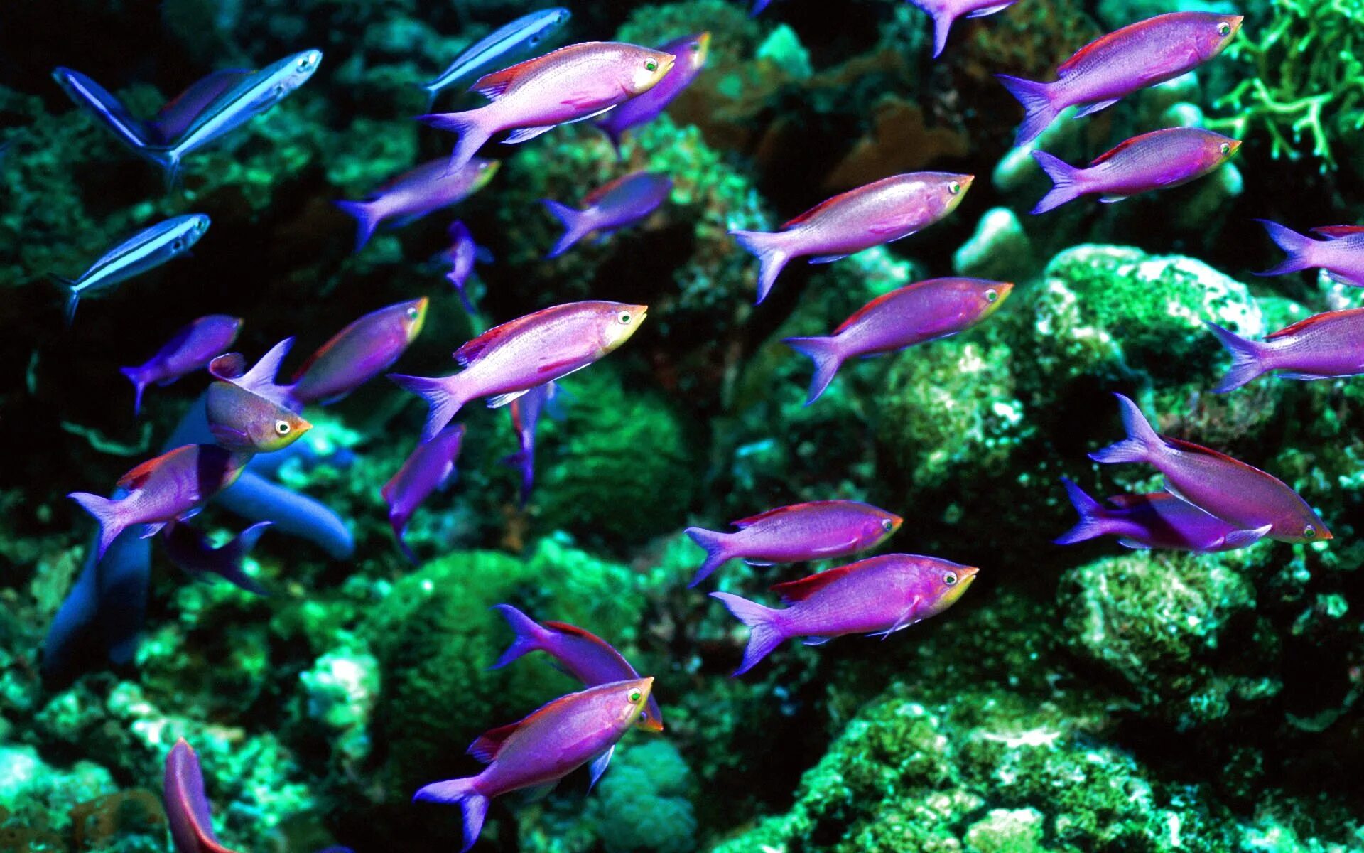 Релакс рыбки. Тетра Керри фиолетовый неон. Неон фиолетовый Керри аквариумная рыбка. Неончики рыбки. Неон фиолетовый Керри Блю.