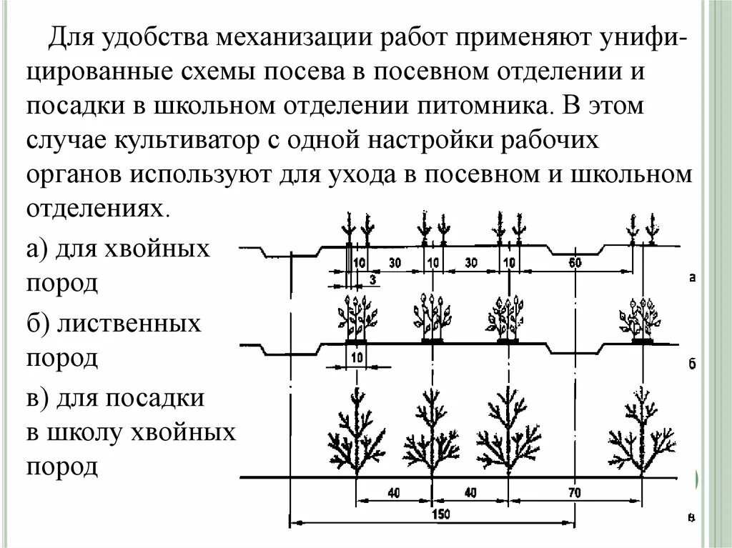 Провести посев семян хвойных пород. Схемы посевов в лесных питомниках. Схема посева лиственных пород. Схема посадки сеянцев хвойных пород для питомника. Схема лесного питомника для выращивания сеянцев.