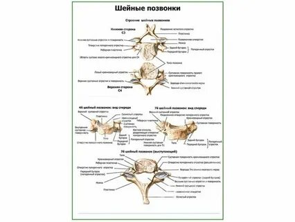 Строение позвонков 1 курс