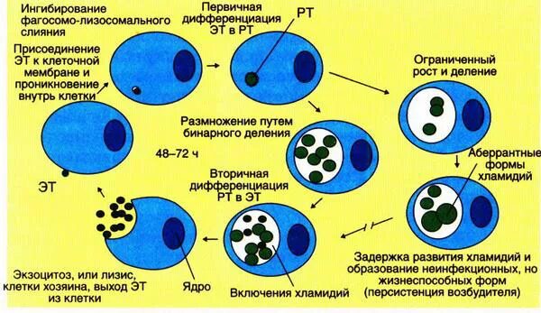 Особенности хламидий. Жизненный цикл хламидий схема. Жизненный цикл хламидии микробиология. Этапы цикла развития хламидии. Цикл внутриклеточного развития хламидий.