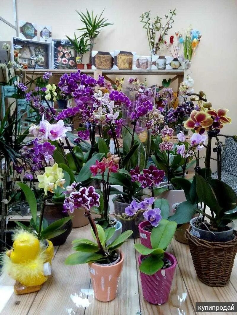 Где купить орхидею. Коллекция орхидей. Коллекционные фаленопсисы. Орхидея в цветочном магазине. Орхидея в горшке в магазине.
