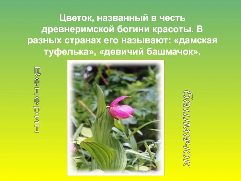 Растения названные в честь. Цветок названный в честь древнеримской Богини красоты. Растение которое названо в честь древнеримской Богини красоты. Цветок названный в честь человека. Цветок Дамская туфелька девичий башмачок.