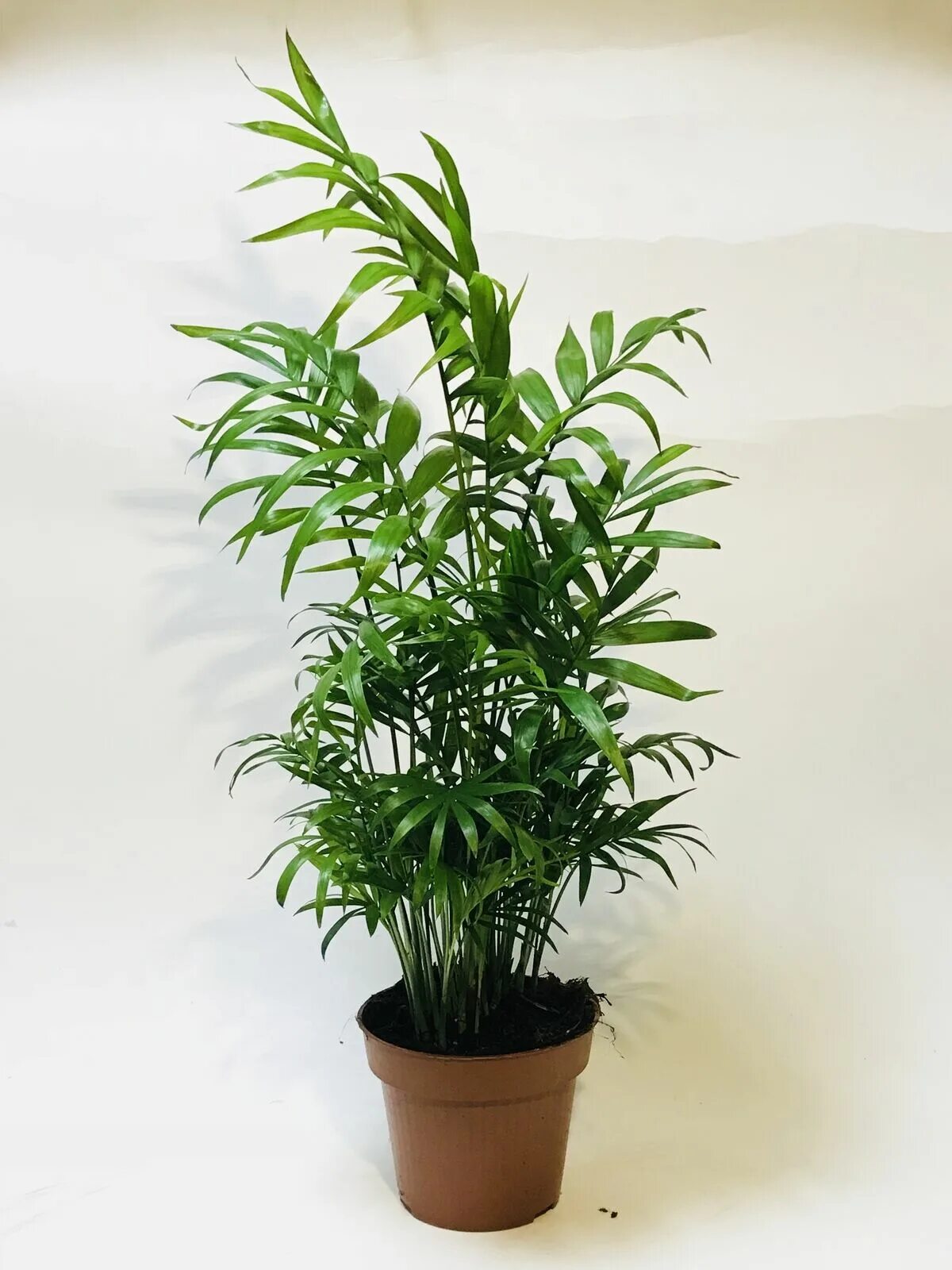 Хамедорея зейфрица. Хамедорея какая земля. Хамедорея какая земля. Цветок хамедорея элеганс. Хамедорея какая земля.