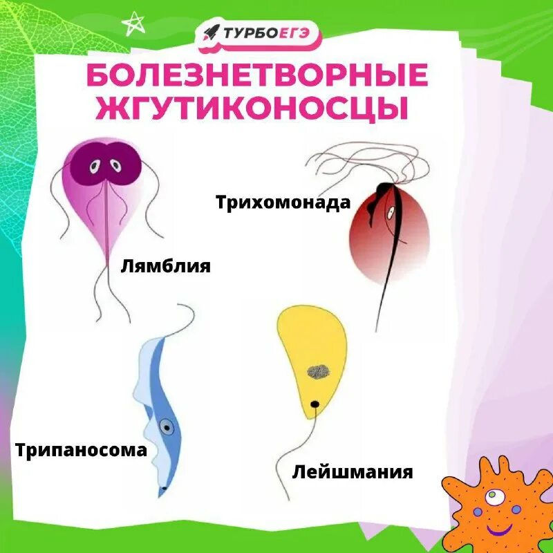 Заболевания вызываемые простейшими. Трипаносома лямблия трихомонада. Трипаносома лейшмания лямблия. Трипаносома и лейшмания. Трипаносома лейшмания лямблия.