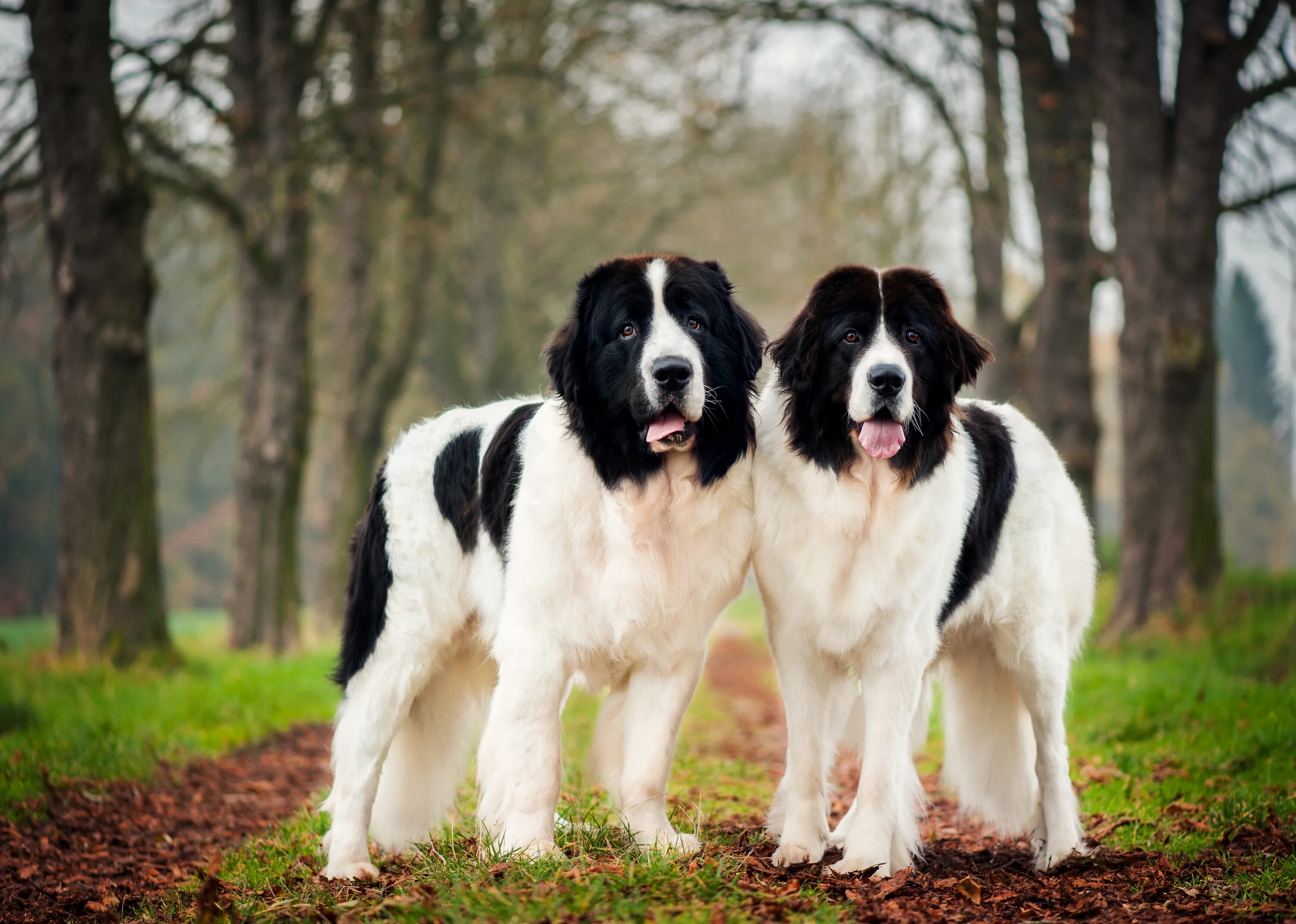 ландсир порода. ландсир форвард порода. ландсир щенки. ландсир. лендзир порода собак.