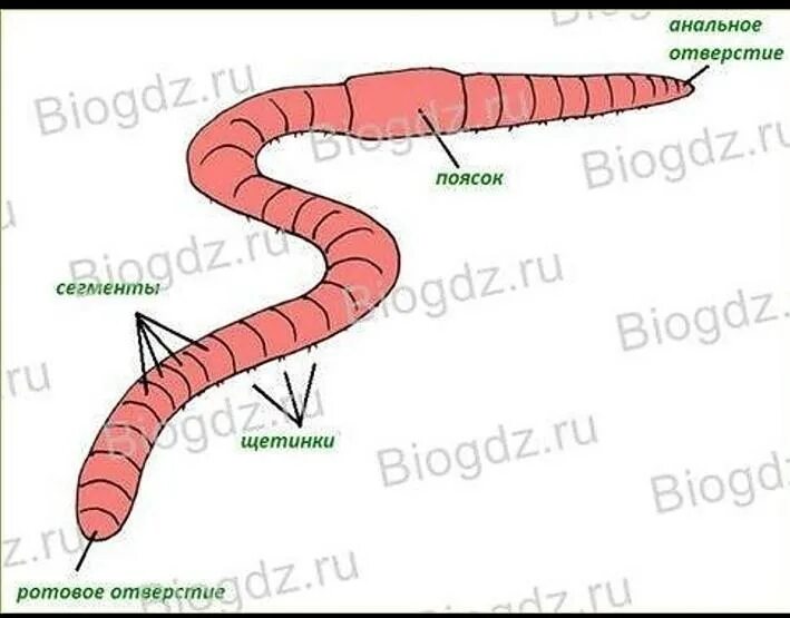 Части дождевого червя. Внешнее строение дождевого червя рисунок. Рисунок дождевого червя с обозначениями частей тела. Внешнее строение тела дождевого червя. Внешнее строение дождевого червяка.