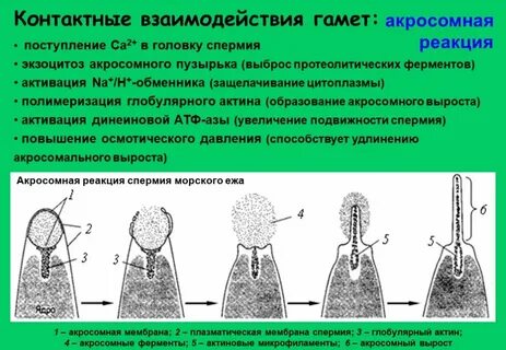 Контактное взаимодействие