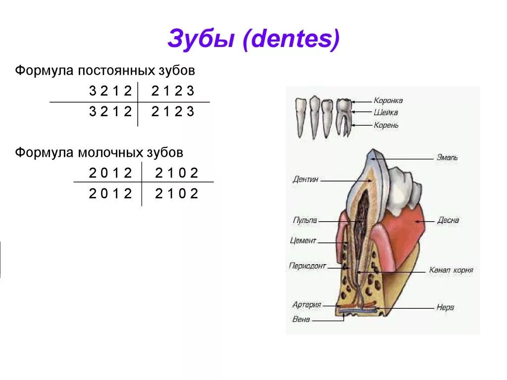 Зубы строение формула. Зубы строение формула