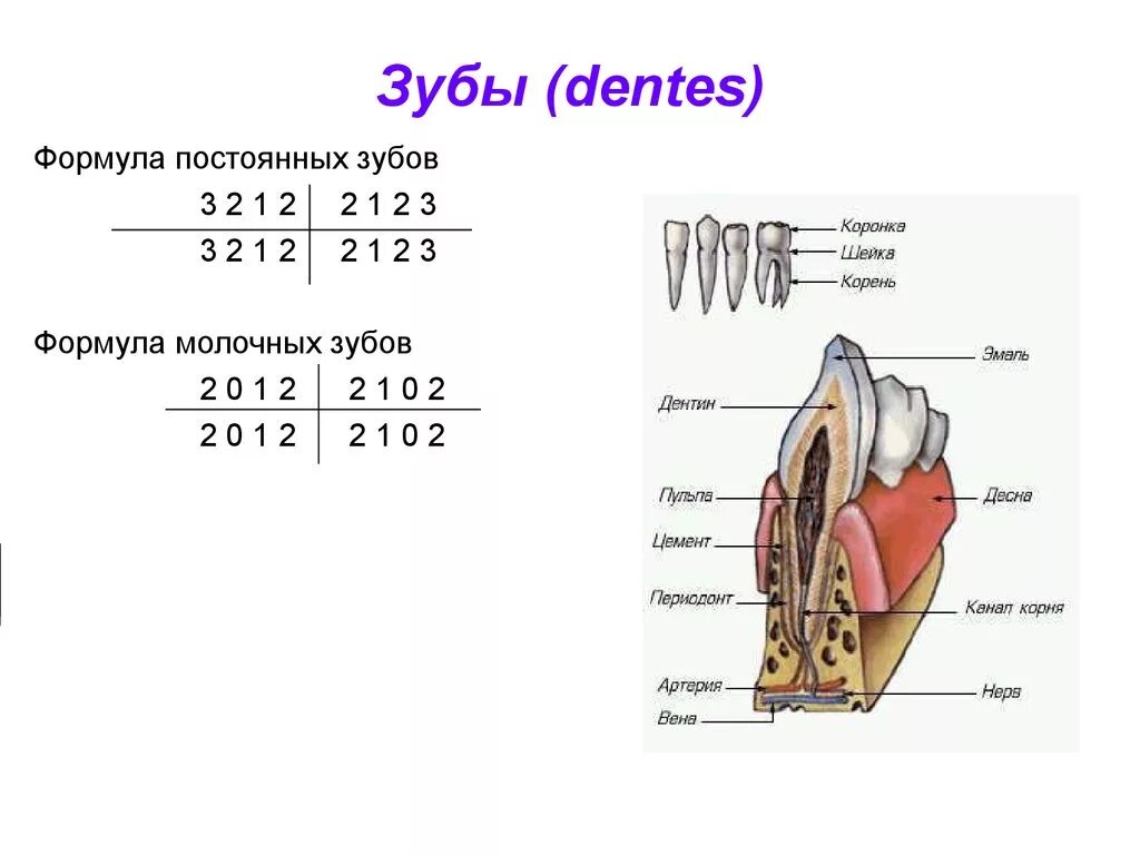 Передние и задние зубы какие. Формула молочных и постоянных зубов. Формула молочных зубов и постоянных зубов. Запишите зубную формулу молочных и постоянных зубов. Зубная формула постоянных зубов взрослого человека.
