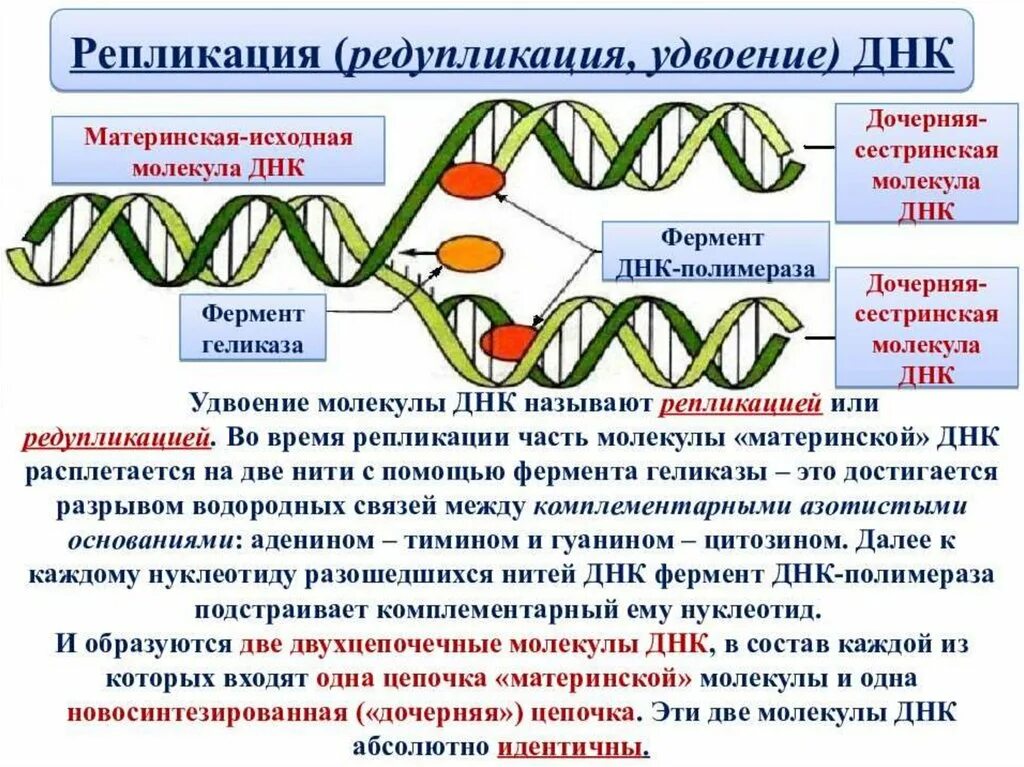 Удвоение (репликация) молекул ДНК. Ферменты редупликации ДНК. ДНК полимераза в репликации ДНК. Репликация или редупликация.