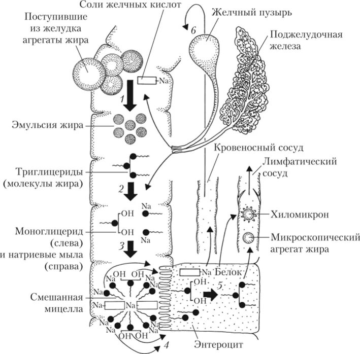 Схема переваривания жиров биохимия. Схема всасывания желчных кислот. Схема эмульгирования жиров под действием желчных кислот. Всасывание жиров схема. Какой процесс происходит под действием желчи