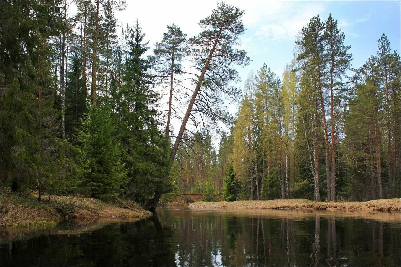 Погода в хвойной новгородской на 10. Река Песь Новгородская область. Река Песь Хвойная. Песь Новгородская область Хвойнинский район. Хвойная Новгородская область озера.