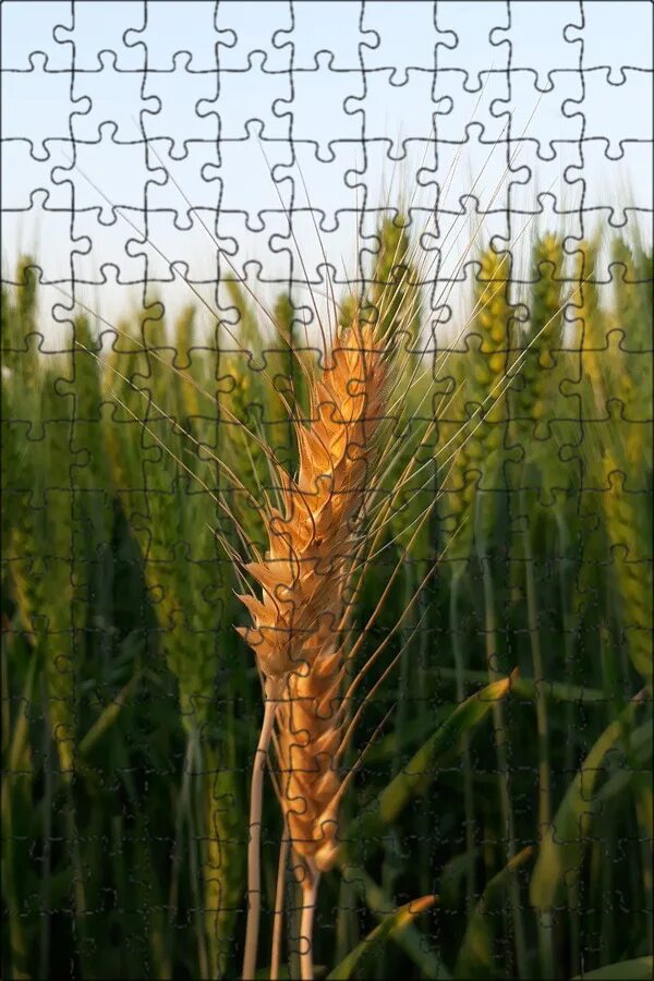 Free Images : field, meadow, barley, prairie, crop, corn, agriculture, cereal, g