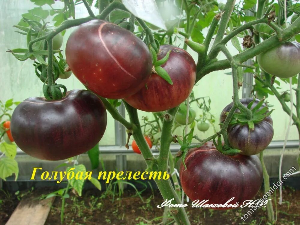Томат синий мязина. Blue tom томат. Томат голубая прелесть. Сорт томата голубая прелесть. Томат синяя бетти.