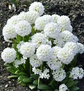 Примула комнатная уход