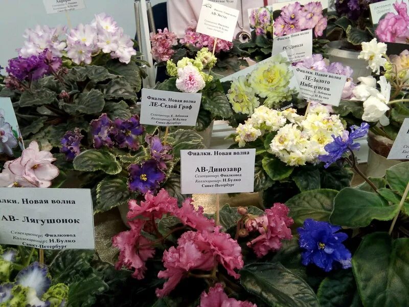Фиалки выставка сибэнергомаш. Выставка фиалок в спб 2022 в кировском универмаге. Выставка фиалок 2022. Выставки фиалок в питере. Выставка фиалок в кировском универмаге.
