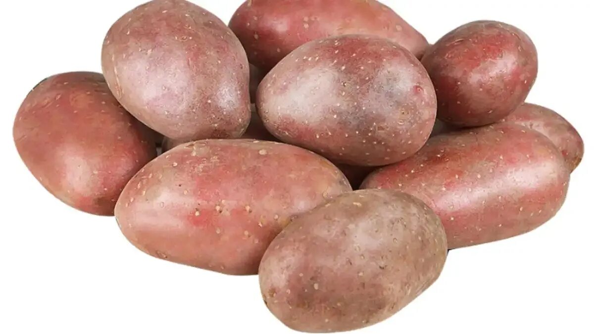 Семенной картофель ред скарлет. Картофель сорт леди скарлетт. Семенной картофель ред скарлетт. Сорт картофеля скарлетт. Семенной картофель ред скарлет.