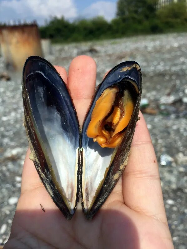 двустворчатые моллюски устрицы. морепродукты мидии. черное море мидии+моллюски+устрицы. как выглядят мидии живые. мидия модиолус дальневосточная.
