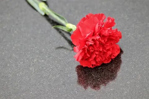 Красная гвоздика