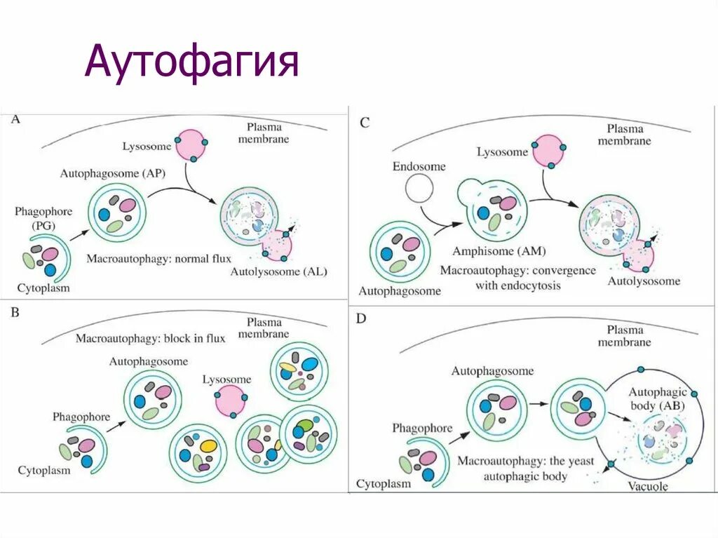 Аутофагия это простыми словами. Аутофагия клетки схема. Аутофагия механизмы реализации. Гибель клеток аутофагия. Молекулярные механизмы аутофагии.