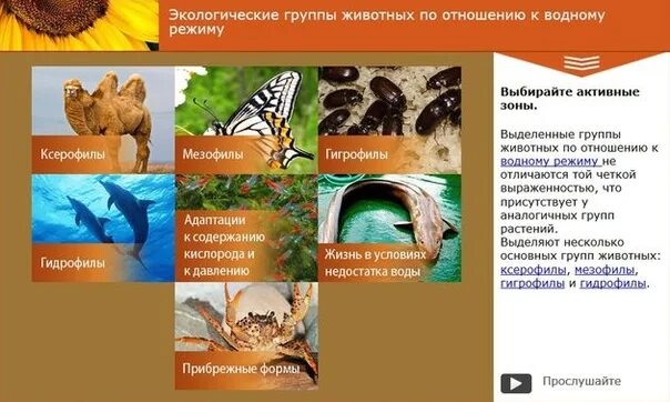 Возраст человека по животным