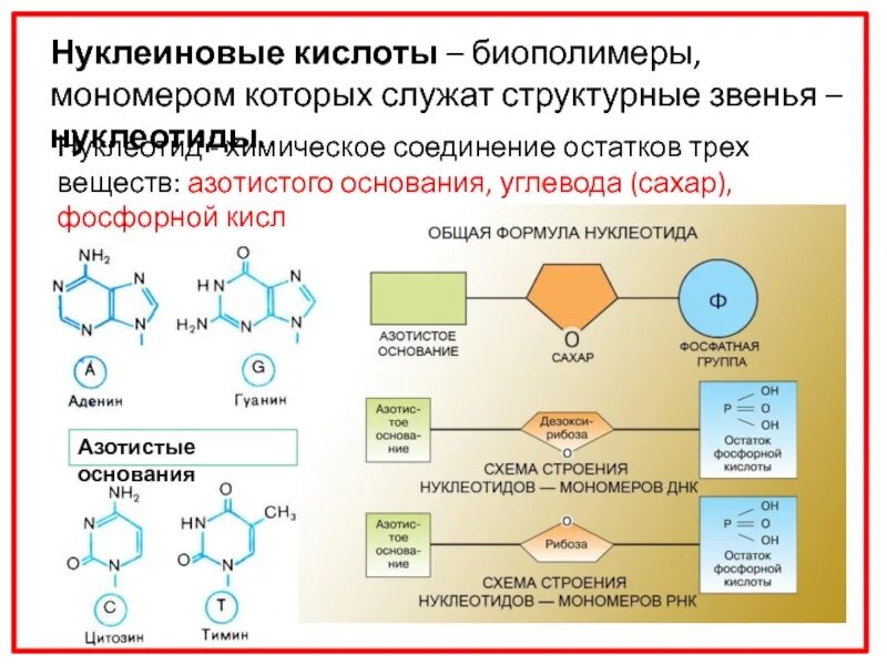 Мономерные звенья нуклеиновых кислот. Азотистые основания нуклеиновых кислот. Мономеры нуклеиновых кислот. Азотистые основания нуклеотидов. Соединение не являющееся биополимером