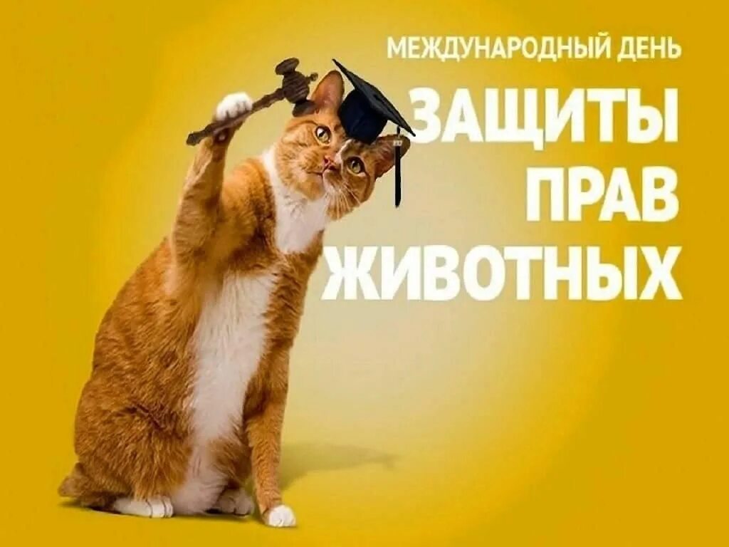Защита прав животных картинки фото - ViktoriaFoto.ru