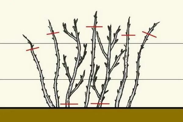 Обрезка ремонтантной малины весной схема. Схема обрезки ремонтантной малины весной. Весенняя обрезка малины ремонтантной. Обрезка ремонтантной ежевики весной. Обрезка малины весной как правильно