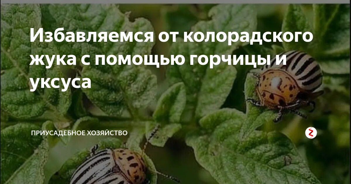 Колорадский жук как избавиться с помощью соли. От колорадского жука горчица и уксус. горчица от колорадского жука. горчица против колорадского жука. средства для борьбы с колорадским жуком на картофеле.
