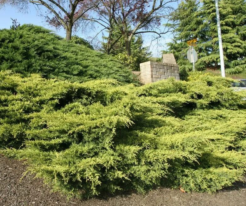 Juniperus media