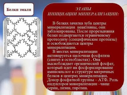 Белок эмали