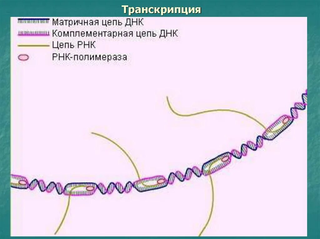 Транскрипция РНК. Транскрибируемая цепь РНК. Матричная и транскрибируемая ДНК. Матричная и смысловая цепь ДНК.