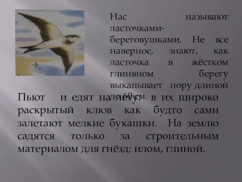 Стрижи сообщение 4 класс литературное чтение. Астафьев стрижонок скрип 4 класс. факты о ласточках. сообщение о ласточке.