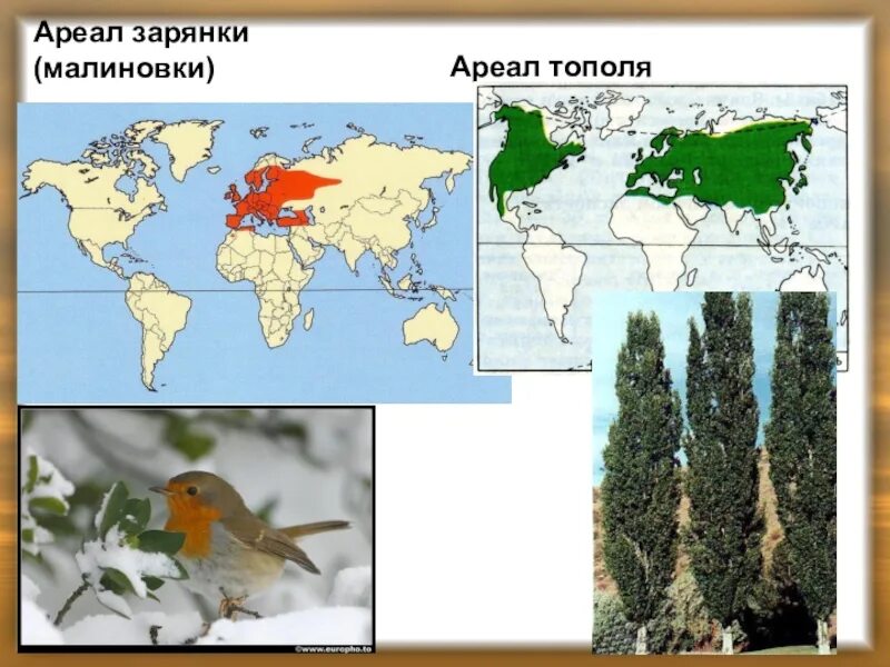 Где обитает амурский тигр на карте. Ареал распространения популяции. Ареал распространения популяции. Малиновка ореолы обитания. Популяционный ареал вида.