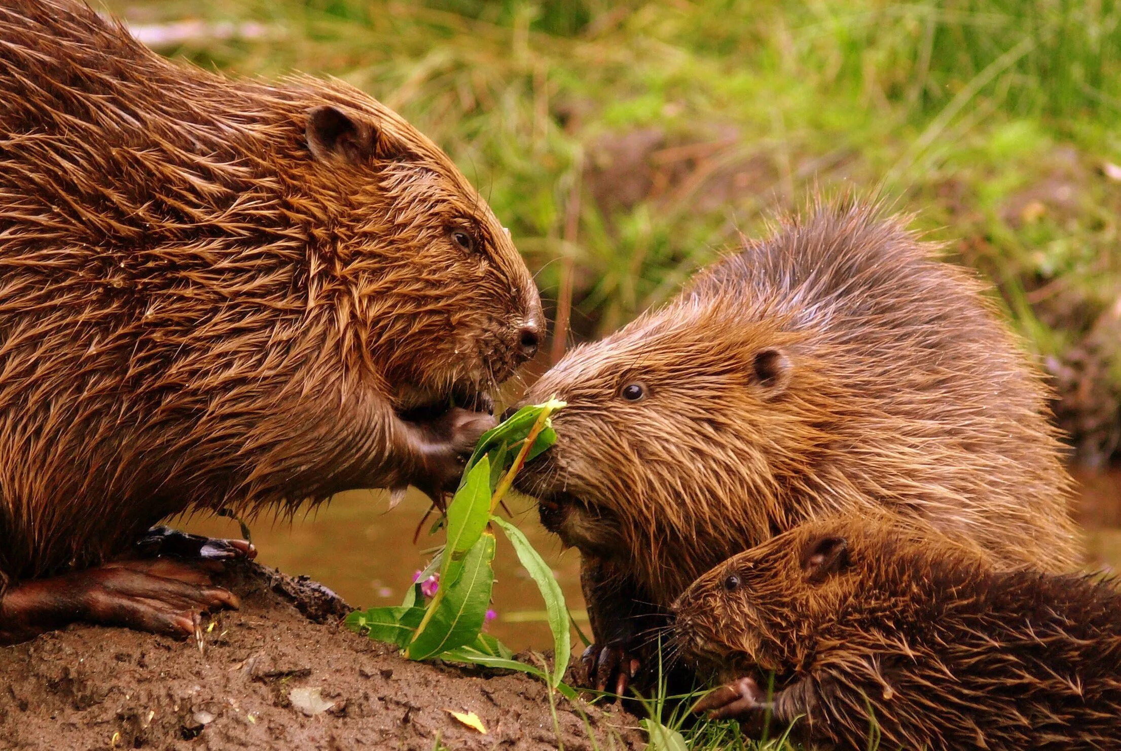 Бобр семья. Канадский бобр (castor canadensis). речной бобр. бобр речной обыкновенный. европейский бобр.