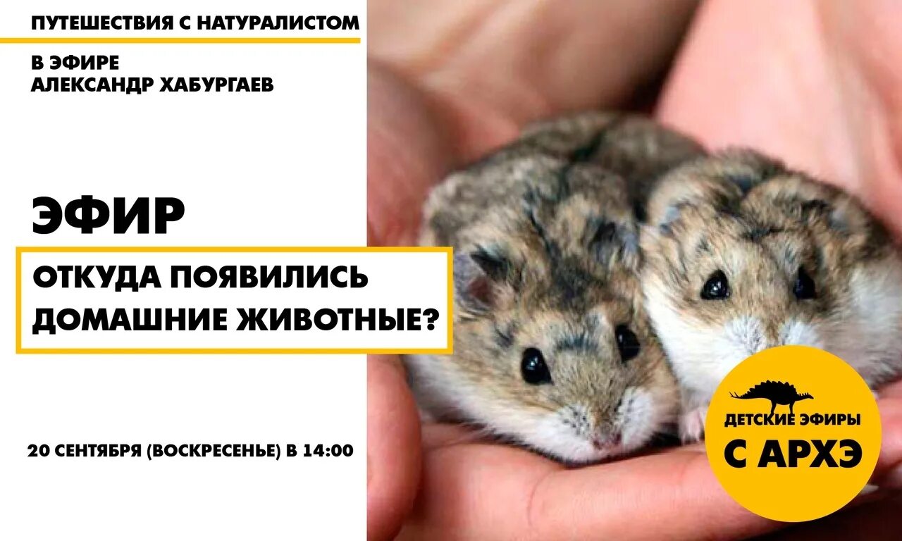 Предок домашней кошки. Как появились домашние животные. Откуда появляются звери. Откуда появляются звери. Первое животное появившиесе на земле.