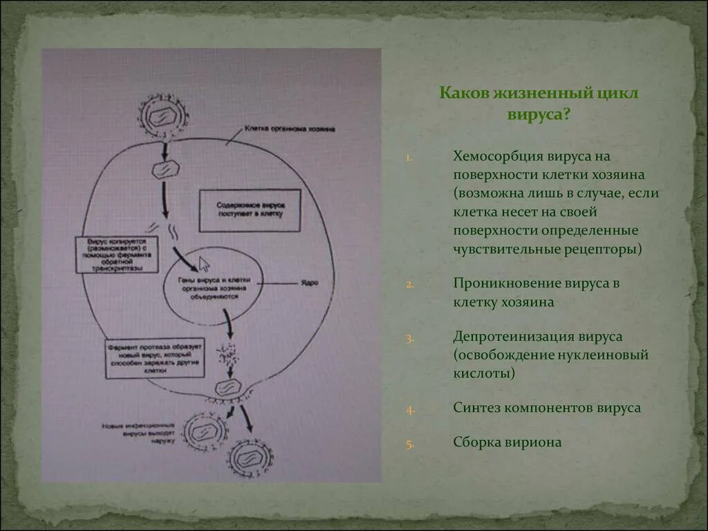 Каков жизненный цикл вируса?. Жизненный цикл вируса биология.