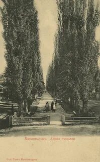 Аллея серебристых тополей рассказ глава