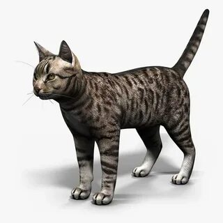 Кот лайт