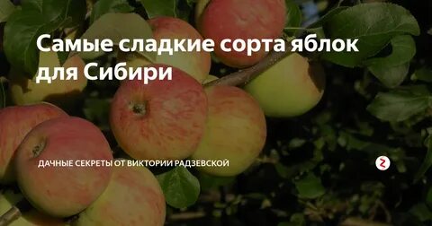 Лучшие сорта отзывы для сибири