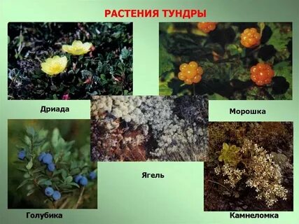 Растительный мир разных районов земли